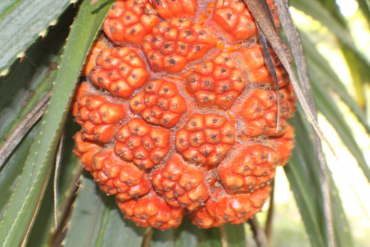 Pandanus odorifer (Forssk.) Kuntze